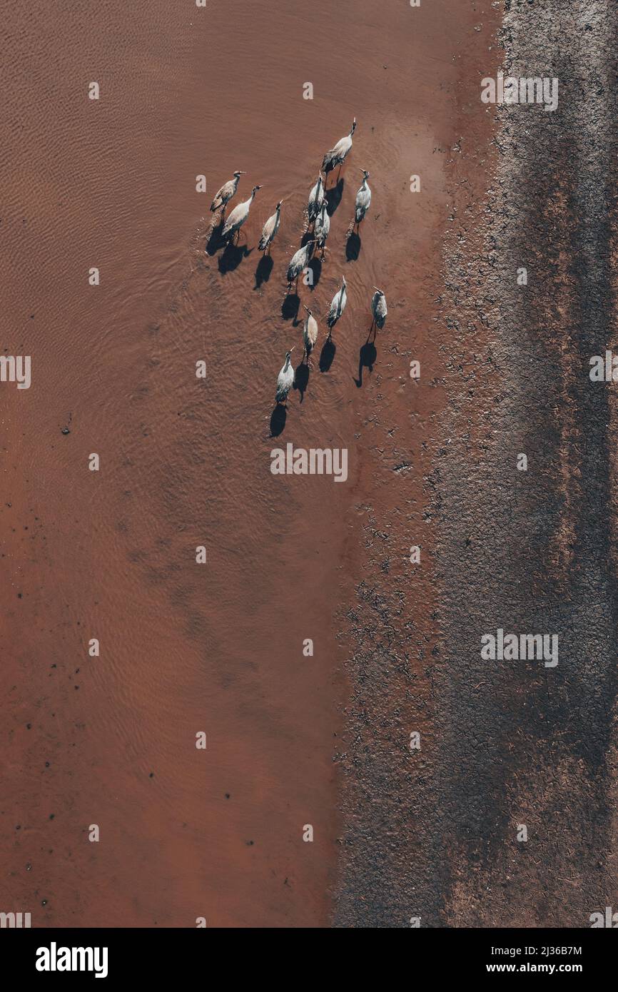 Gregge di gru comune (Grus grus) uccelli che riposano vicino al laghetto durante la migrazione in primavera, aereo fucilato dall'alto verso il basso. Gli aironi sono predatori apici in acqua Foto Stock