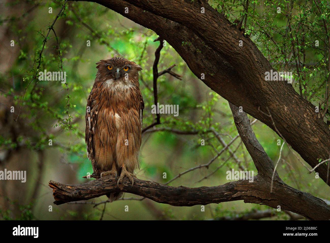 Gufo di pesce bruno, Ketupa zeylonensis, uccello raro dall'Asia. India bella gufo nella natura foresta habitat. Uccello da Ranthambore, India. Gufo di pesce seduto Foto Stock