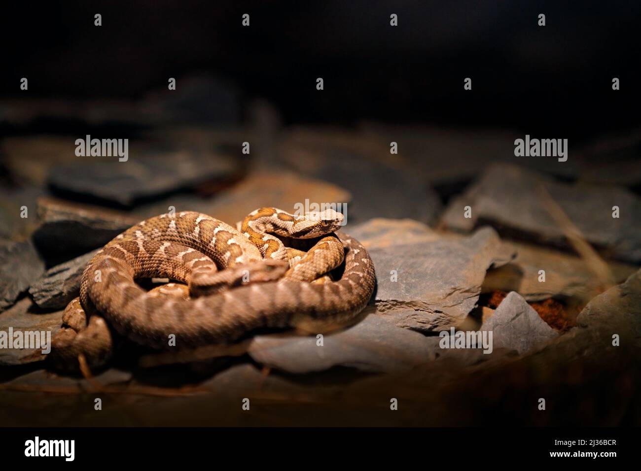 Vipera rocciosa, Montivipera xantina, vipera costiera ottomana in habitat naturale. Fauna selvatica scena dalla natura. Serpente nell'habitat roccioso di montagna, adagiato sulla s. Foto Stock