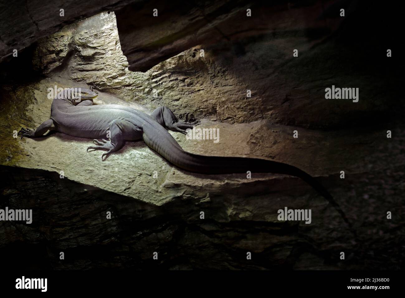 Monitor dell'acqua di Mertens o Mertens, Varanus mertensi, Australia. Lucertola in habitat grotta scuro. Monitorare vicino al fiume. Fauna selvatica scena dalla natura. Liz Foto Stock