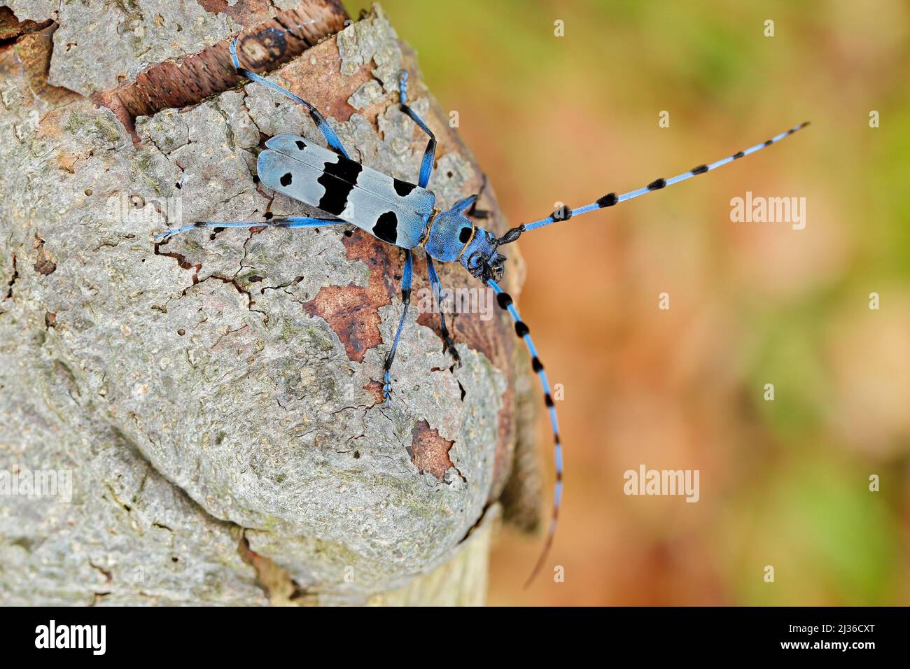 Rosalia Longicorn, Rosalia alpina, nella natura verde foresta habitat, seduta sul larice verde, repubblica Ceca, longhorn scarabeo, longicorno. Bellissima Foto Stock