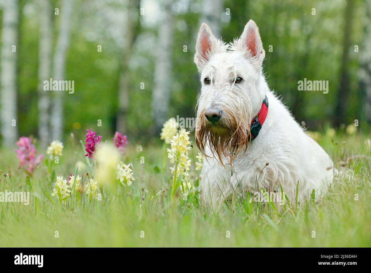 Bianco, Wheaten, Scottish Terrier, seduto sul prato verde erba. Animale domestico carino nel giardino. Cane bianco nell'erba verde. Cane nel selvaggio orchidea in Foto Stock