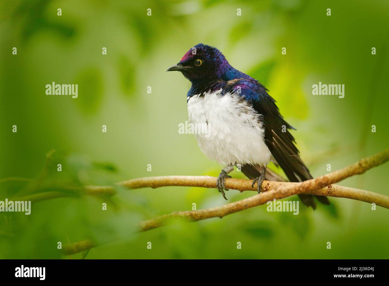 Starlingesotic con sfondo violetto, leucogaster Cinnyricinclus, uccello bianco e blu, vista faccia a faccia, seduto sul brach, trovato in Senegal, Sahara, Suda Foto Stock