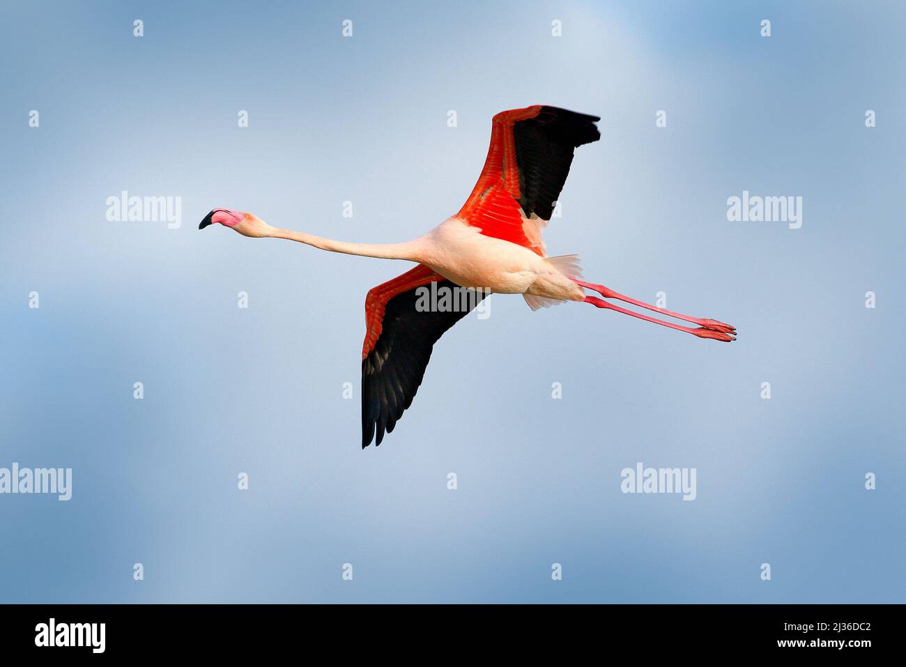 Flamingo in volo. Uccello rosa sul blu. Scena di azione della fauna selvatica dalla natura. Viaggi natura in Francia. Volo grande Flamingo, Fenicottero ruber, pin Foto Stock