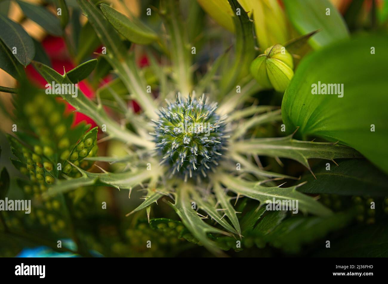 Germoglio di Thistle in un bouquet di fiori. Germoglio spinoso prima della fioritura. Fiori foto. Foto della natura Foto Stock