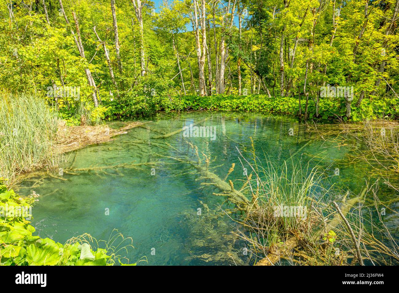 Alberi subacquei Gradinsko jezero Lago che si riflette nel Parco Nazionale dei Laghi di Plitvice della Croazia nella regione di Lika. Sito patrimonio dell'umanità dell'UNESCO. Foto Stock