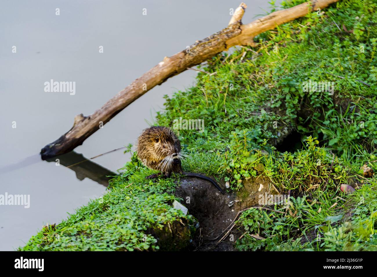 Un primo colpo di Nutria selvaggia sul terreno vicino ad un fiume a Louisiana, USA Foto Stock