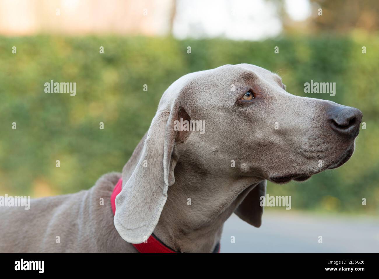 Close-Up di Weimaraner guardando lontano Foto Stock