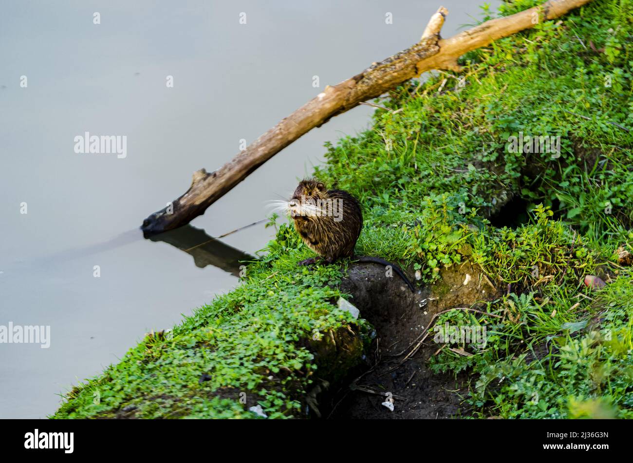 Un primo colpo di Nutria selvaggia sul terreno vicino ad un fiume a Louisiana, USA Foto Stock