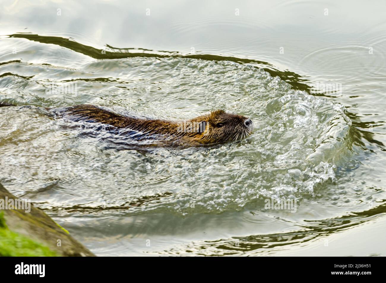 Primo piano di una Nutria che nuota sul fiume a Lousiana, USA Foto Stock
