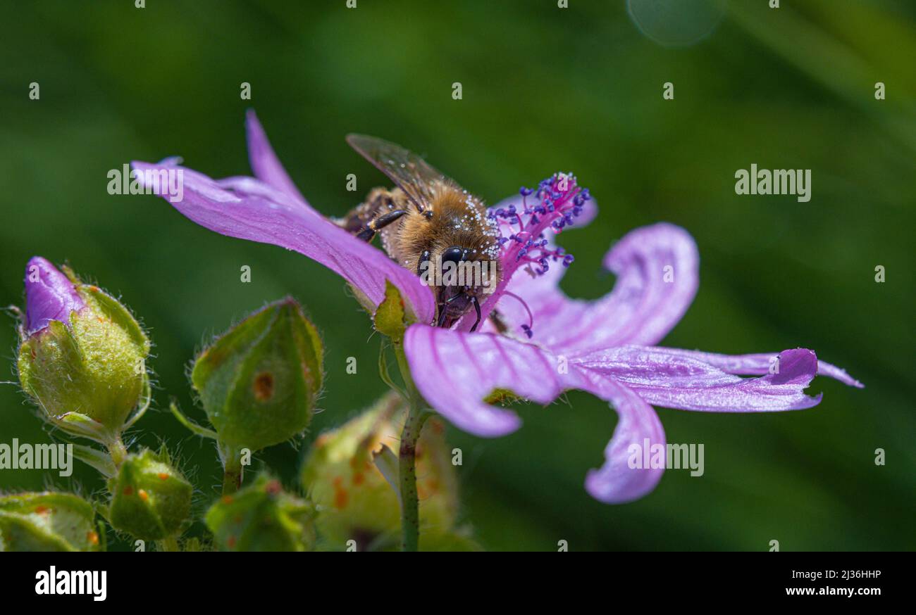 Primo piano del lupo europeo (Philanthus triangulum) che raccoglie nettare Foto Stock