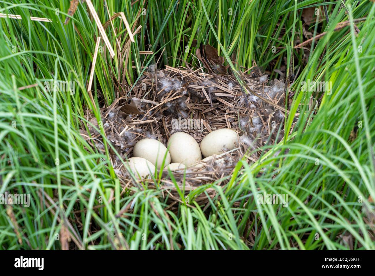 Nidificare l'uccello sull'erba con cinque uova bianche all'interno Foto Stock