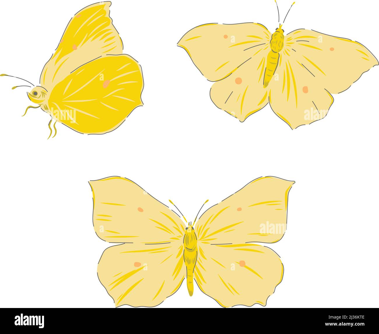 Brimstone farfalla insetto disegno a mano vettore illustrazione set isolato su bianco. Vintage Curiosity cabinet stampa estetica. Illustrazione Vettoriale
