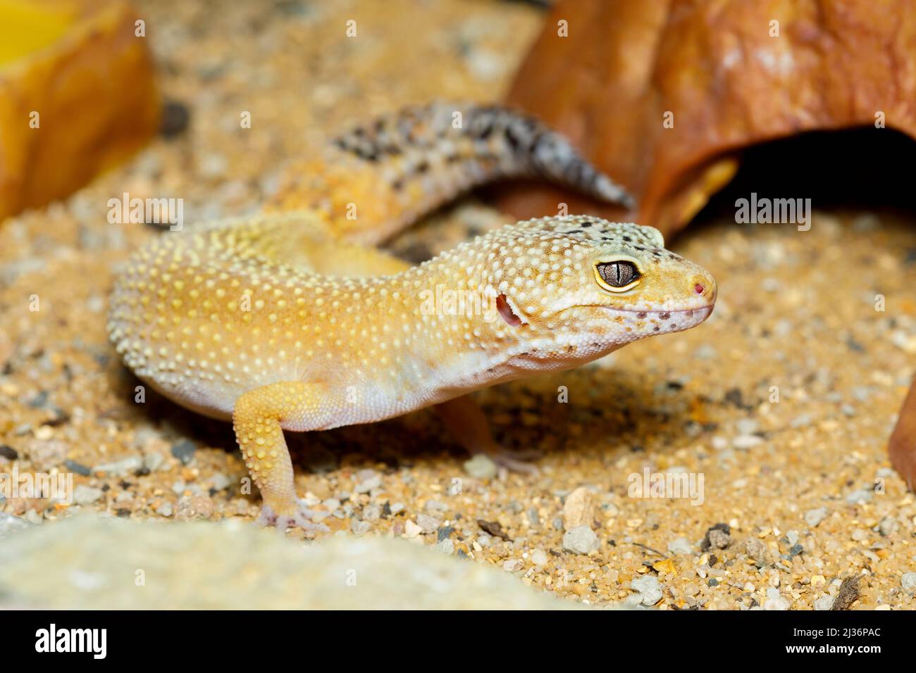 PET leopardo gecko (Eublepharis macularius) Foto Stock