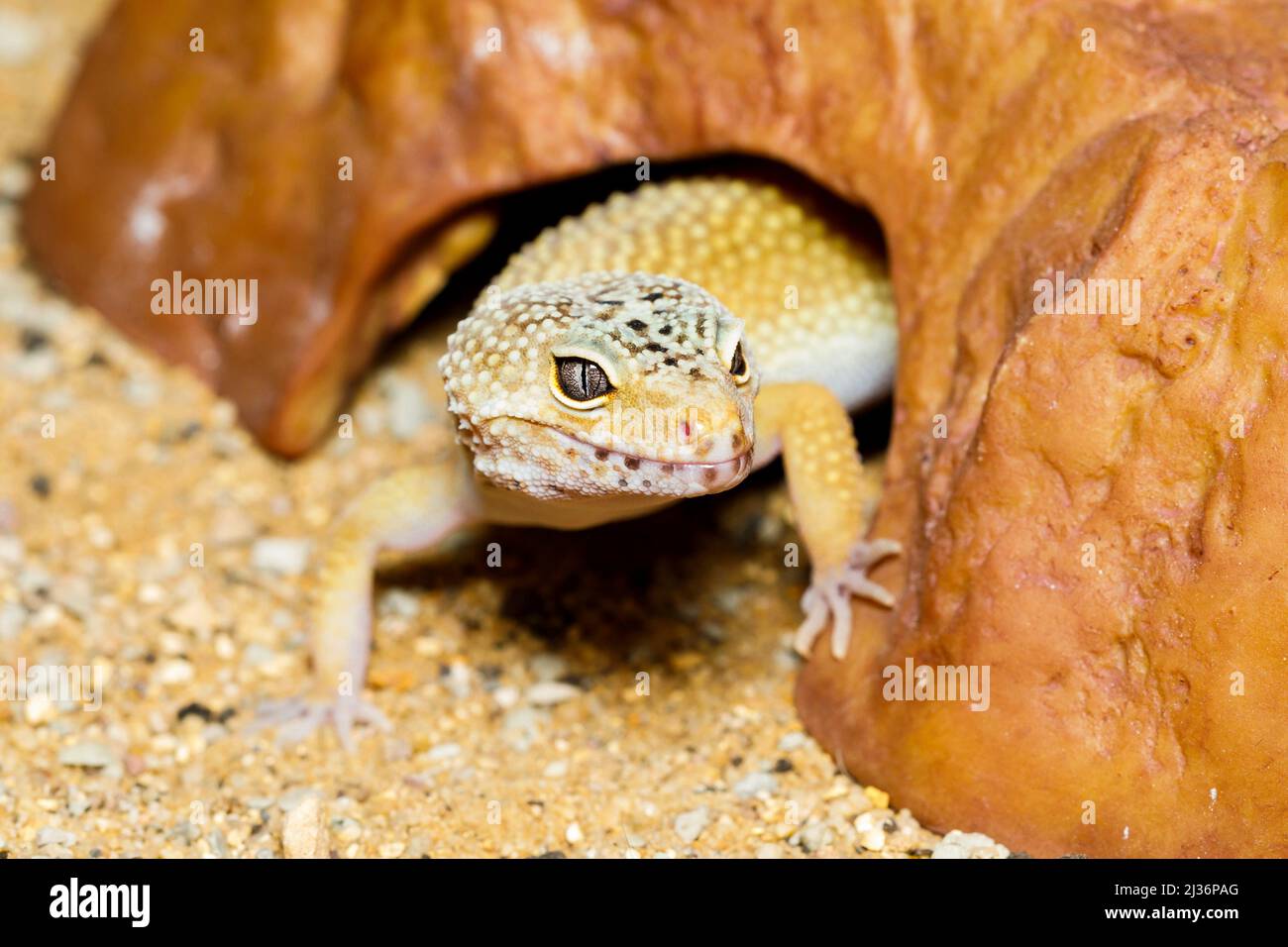 PET leopardo gecko (Eublepharis macularius) Foto Stock