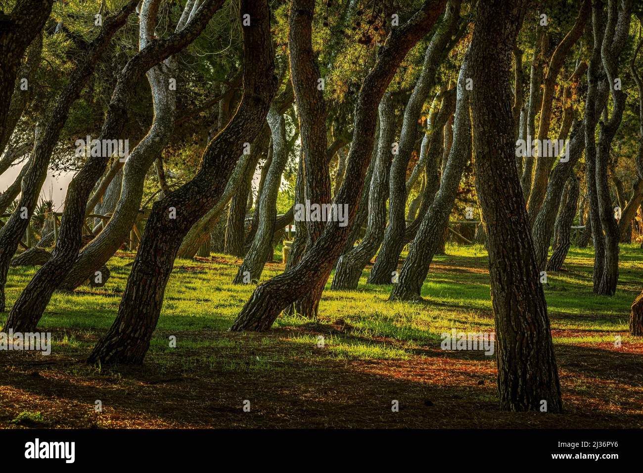 Pini ritorti di Pineta Filiani illuminati dalla prima luce dell'alba sul Mare Adriatico. Pineto, Provincia di Teramo, Abruzzo, Italia, Europa Foto Stock