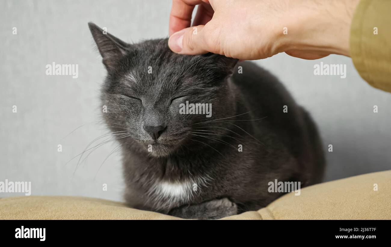 L'uomo batte il gatto domestico nero seduto sulla sedia a casa Foto Stock