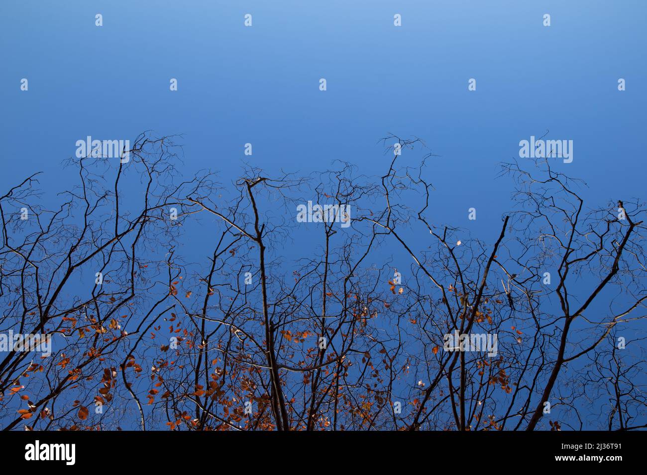 albero secco stagione caduta su cielo blu per sfondo natura Foto Stock