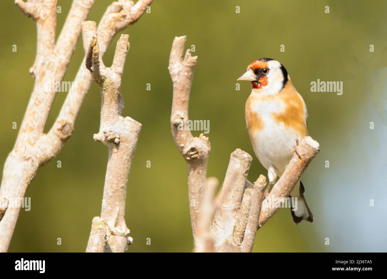 Goldfinch, Carduelis carduelis, piccolo uccello da giardino, bedfordshire, Regno Unito Foto Stock
