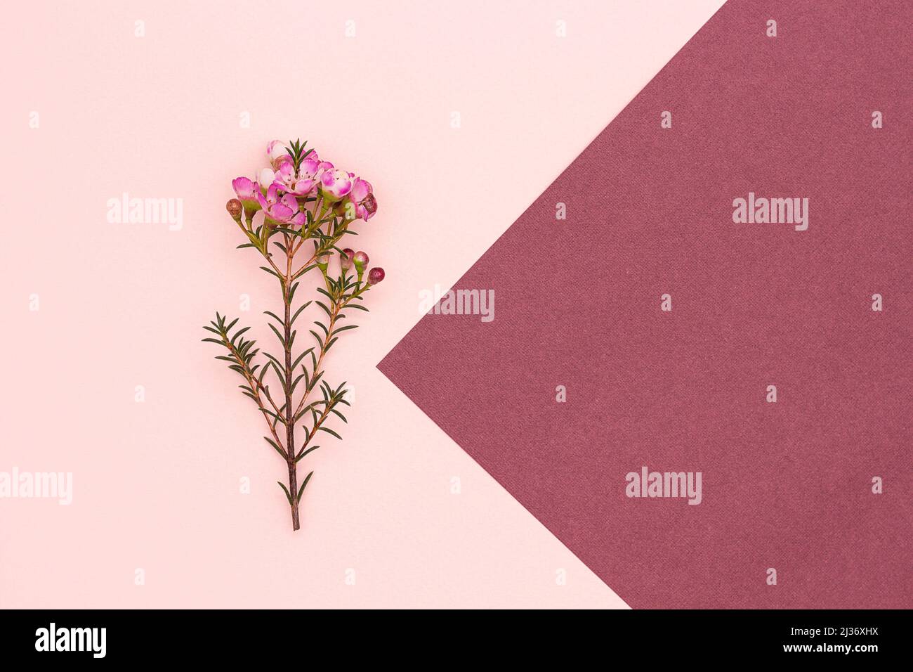 Fioritura di ramoscello di camelaucium su sfondo rosa e borgogna. Vista dall'alto, spazio di copia stile minimo. Foto Stock