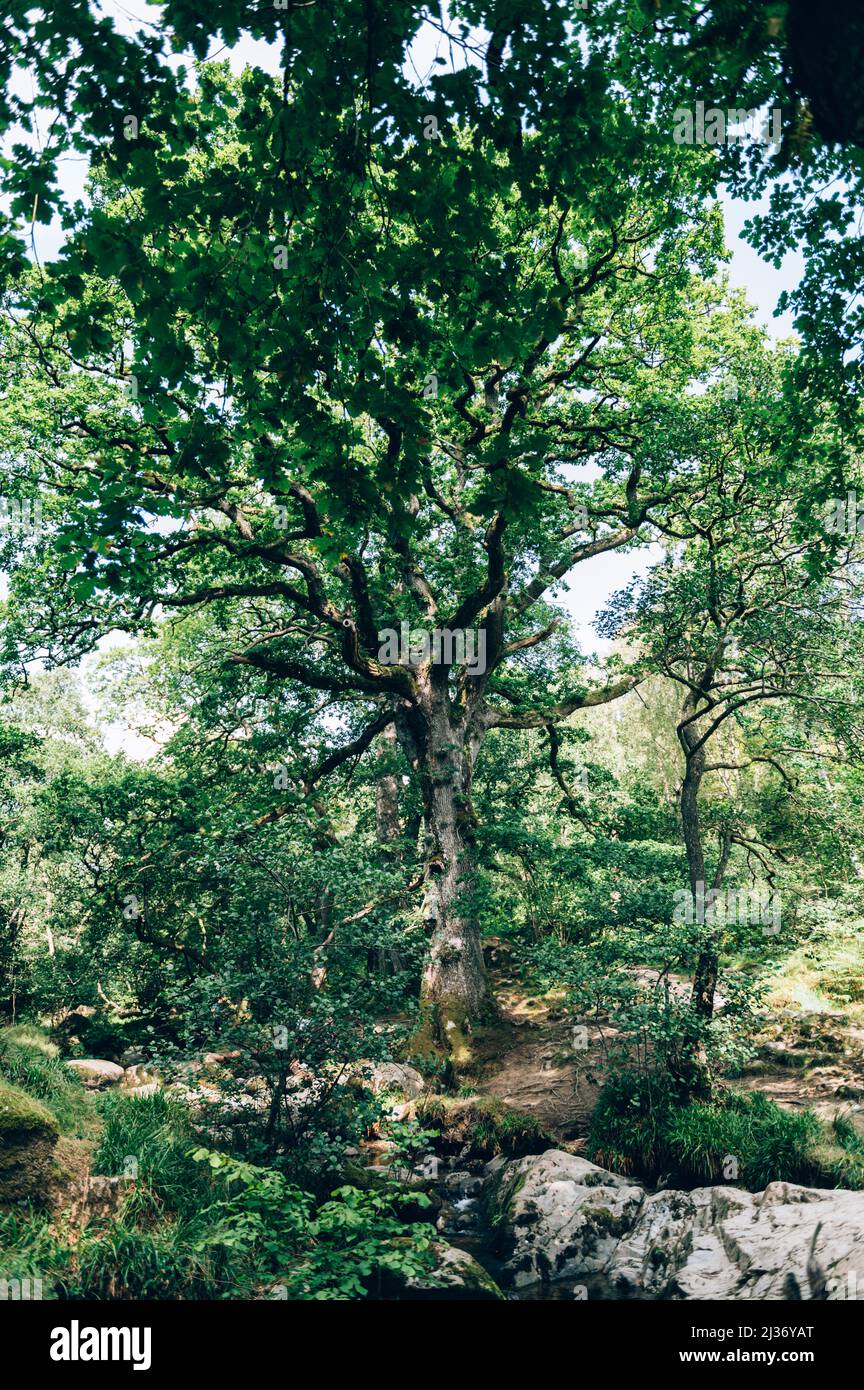 Foresta vicino Aira Force vicino Ullswater, Lake District Foto Stock