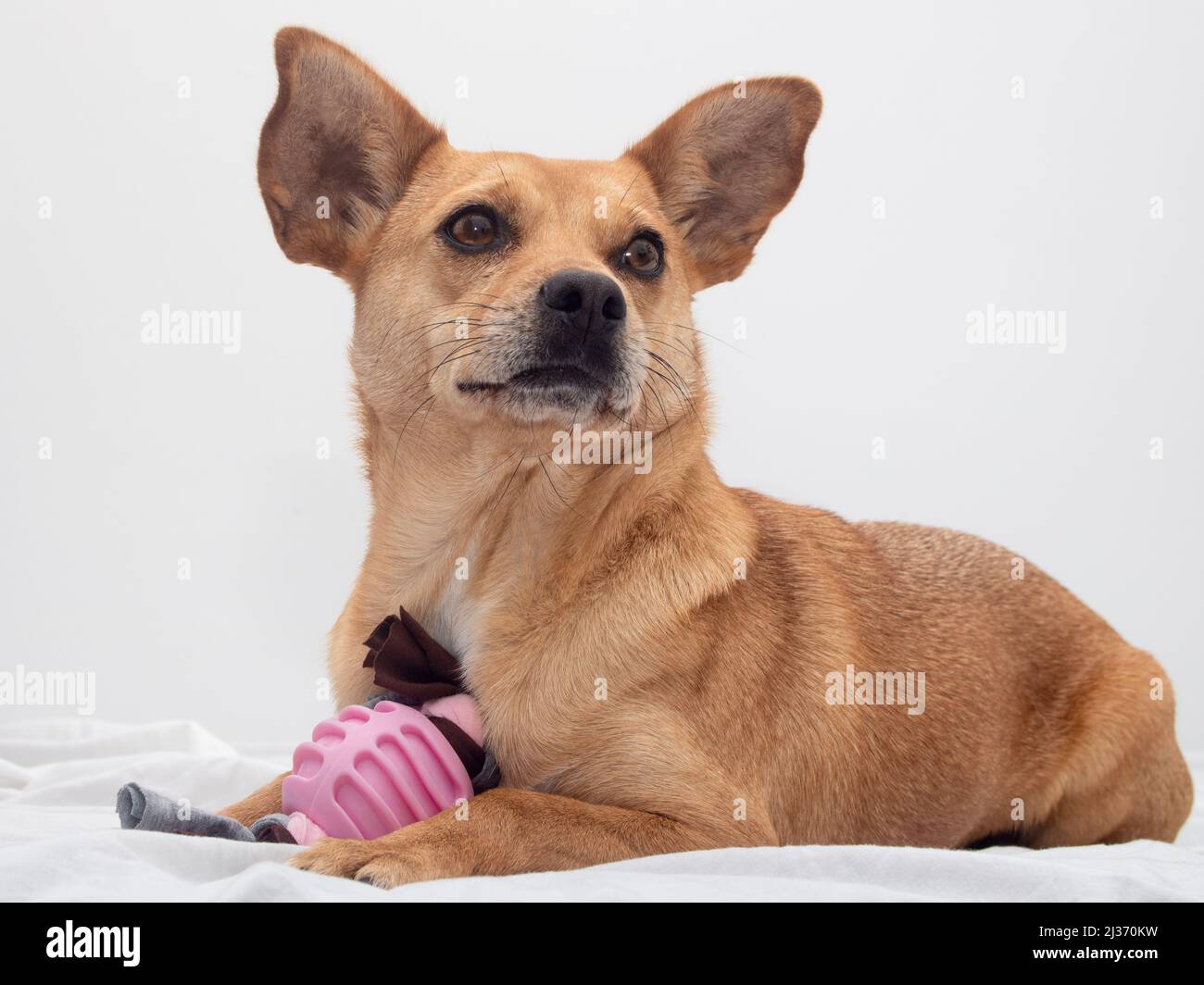 Un carino cane di razza mista con occhi dolci e grandi orecchie che giacciono su un letto bianco con un giocattolo rosa mastice e guardando attentamente. Foto ritratto PET Foto Stock