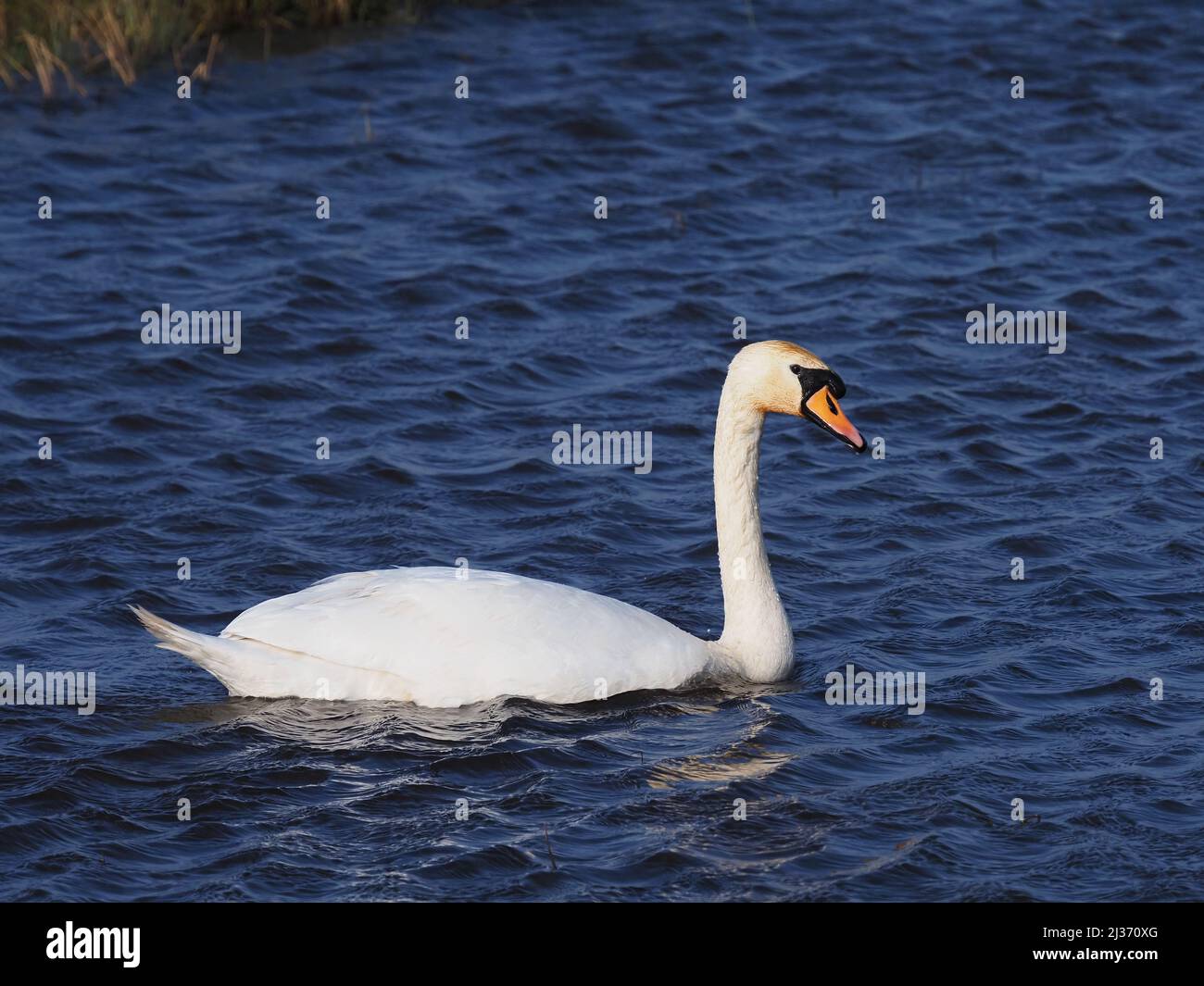 In primavera il cigno muto maschile dominante diventerà sempre più aggressivo vedendo tutti gli altri fuori del suo territorio attivamente alla ricerca di intrusi. Foto Stock