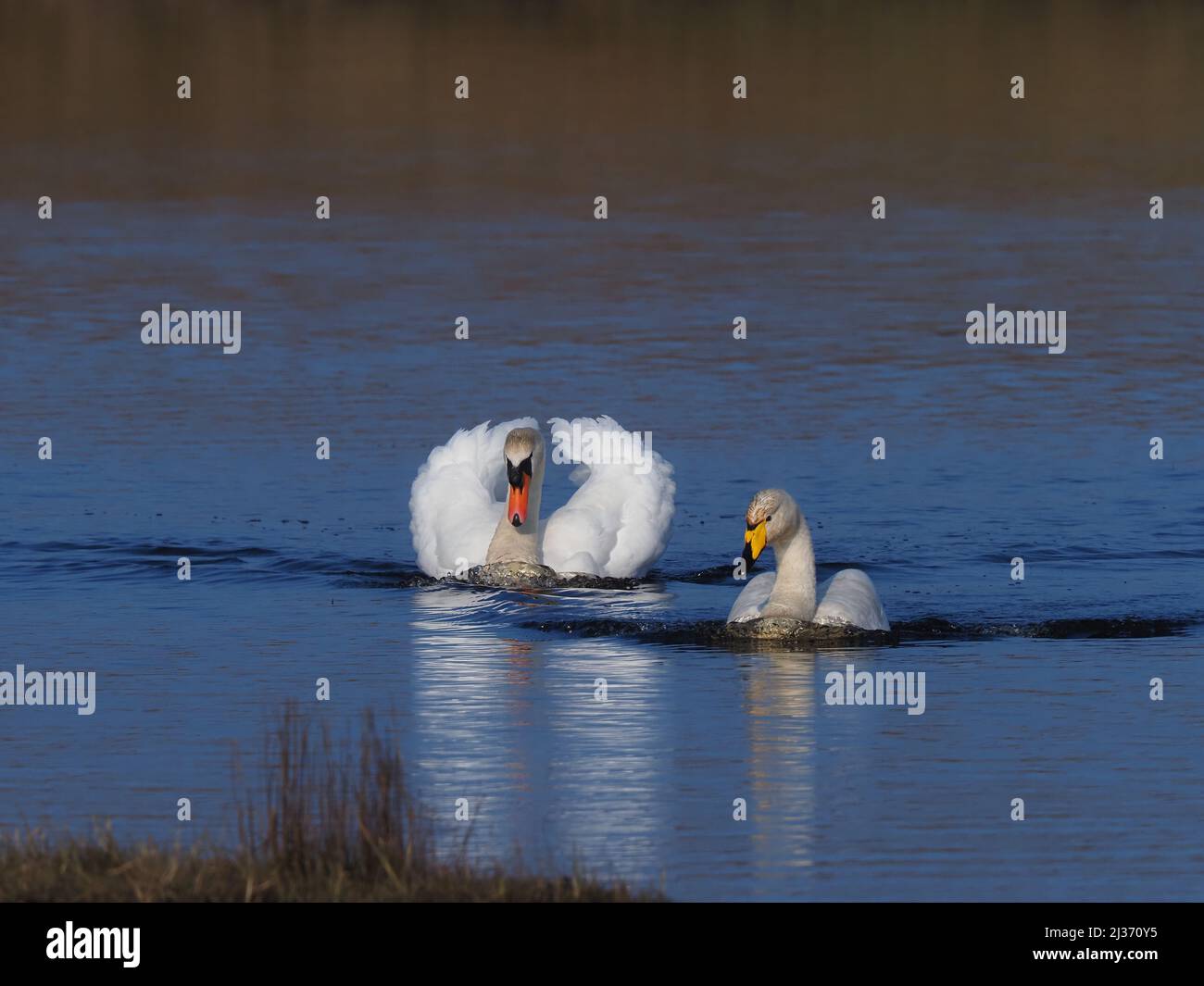 In primavera il cigno muto maschile dominante diventerà sempre più aggressivo vedendo tutti gli altri fuori del suo territorio attivamente alla ricerca di intrusi. Foto Stock