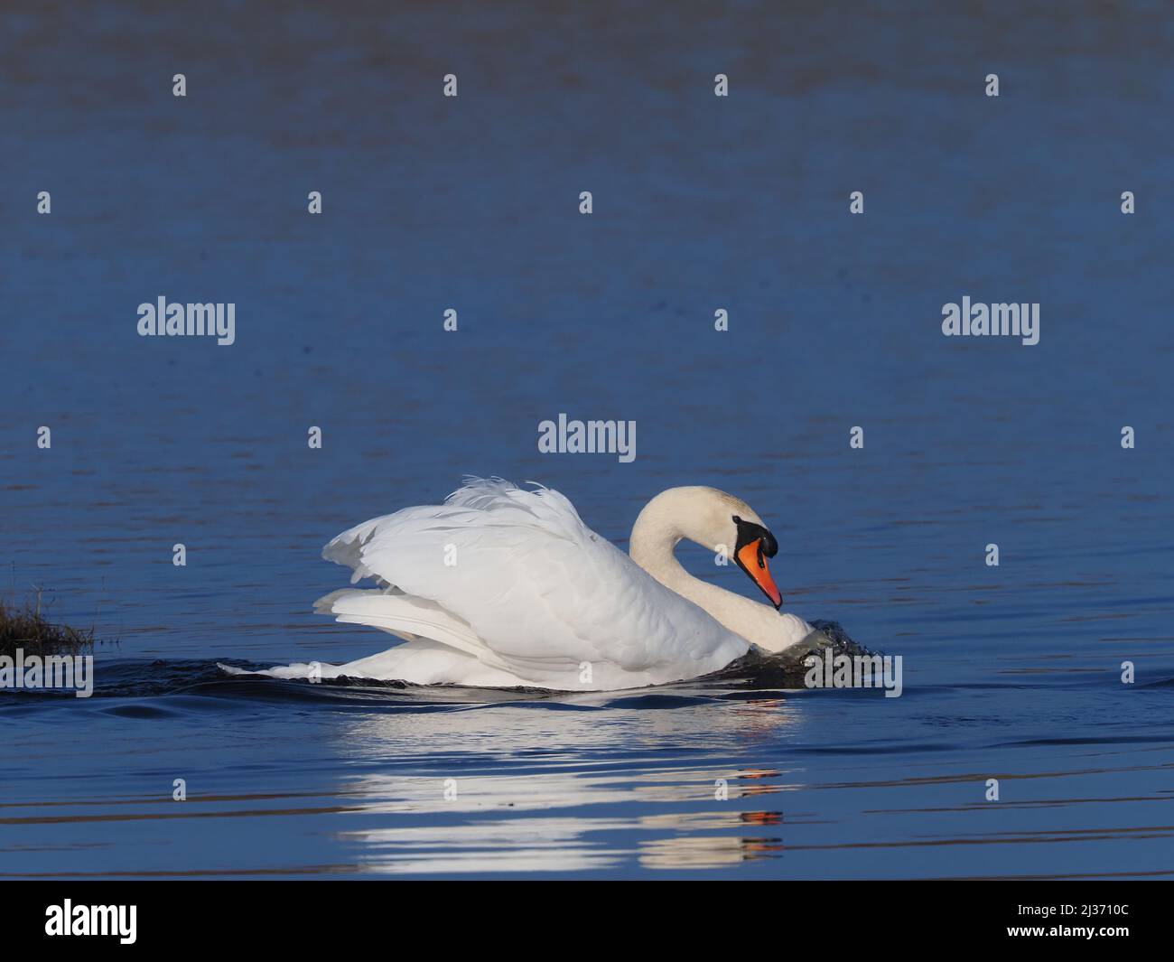 In primavera il cigno muto maschile dominante diventerà sempre più aggressivo vedendo tutti gli altri fuori del suo territorio attivamente alla ricerca di intrusi. Foto Stock