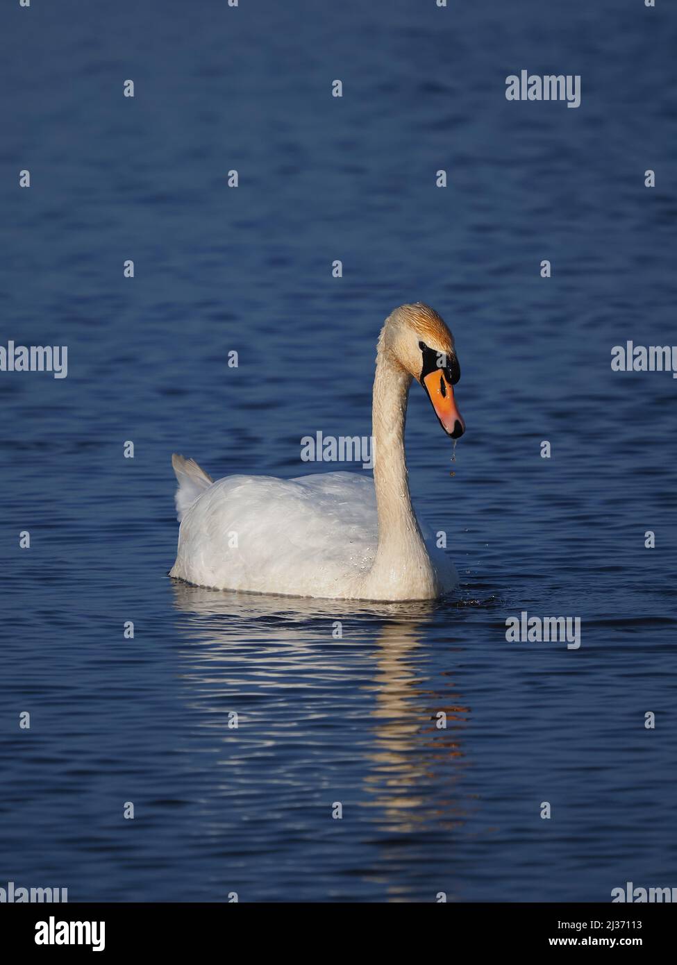 In primavera il cigno muto maschile dominante diventerà sempre più aggressivo vedendo tutti gli altri fuori del suo territorio attivamente alla ricerca di intrusi. Foto Stock