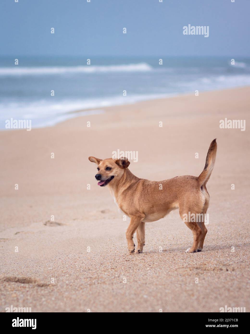 Un cane femmina di razza mista marrone chiaro in piedi sulla sabbia in una spiaggia vuota con un viso felice e posizione rilassata di fronte all'oceano sfocato nella parte posteriore Foto Stock