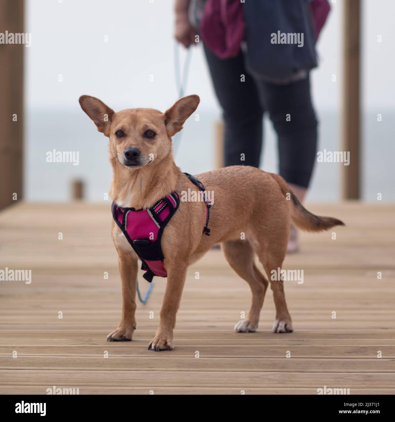 Una femmina felice cane di razza mista in un'imbragatura rosa fuori su una passeggiata in piedi su un lungomare nella zona della spiaggia con il proprietario fuori fuoco in background Foto Stock