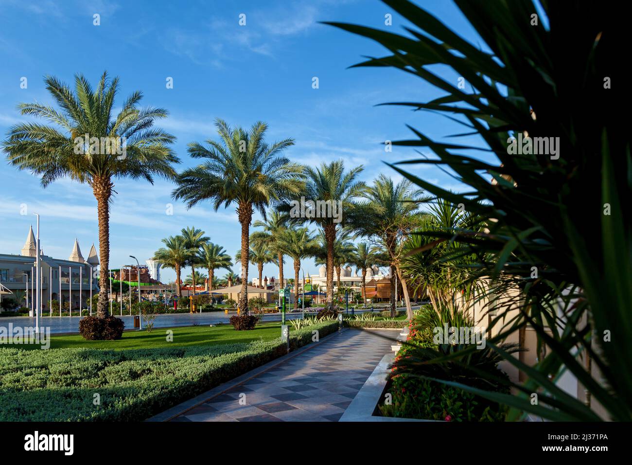 Palme da cocco verdi su sfondo cielo blu, splendido sfondo tropicale Foto Stock