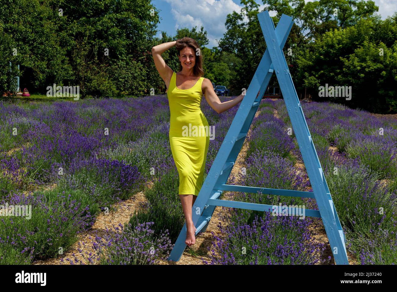 Le ragazze in un abito giallo sono fotografate in fiori viola di lavanda su un campo Foto Stock