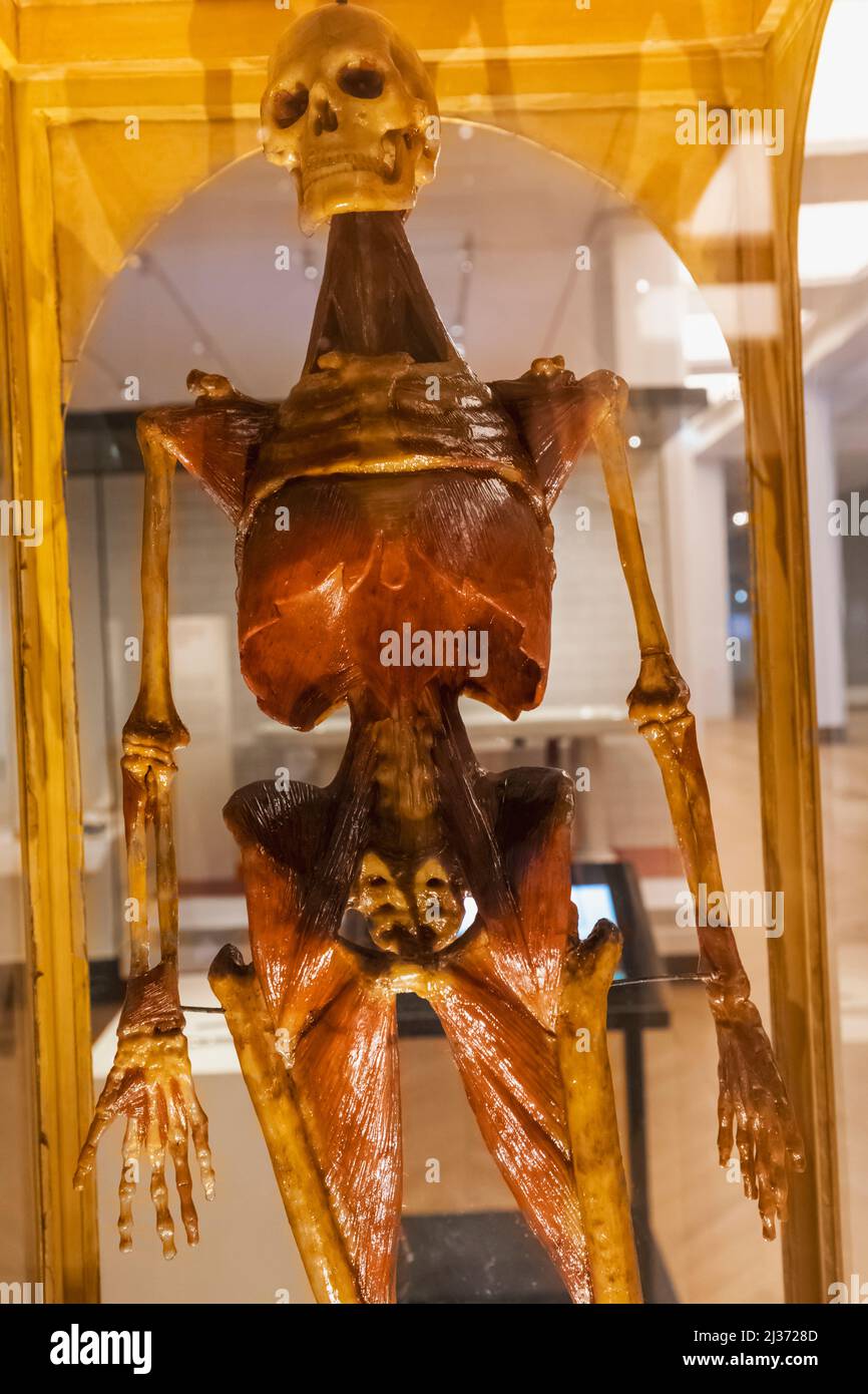 Inghilterra, Londra, South Kensington, Science Museum, esposizione di un personaggio storico delle cere che mostra le parti del corpo umano sefted datate 1800s Foto Stock