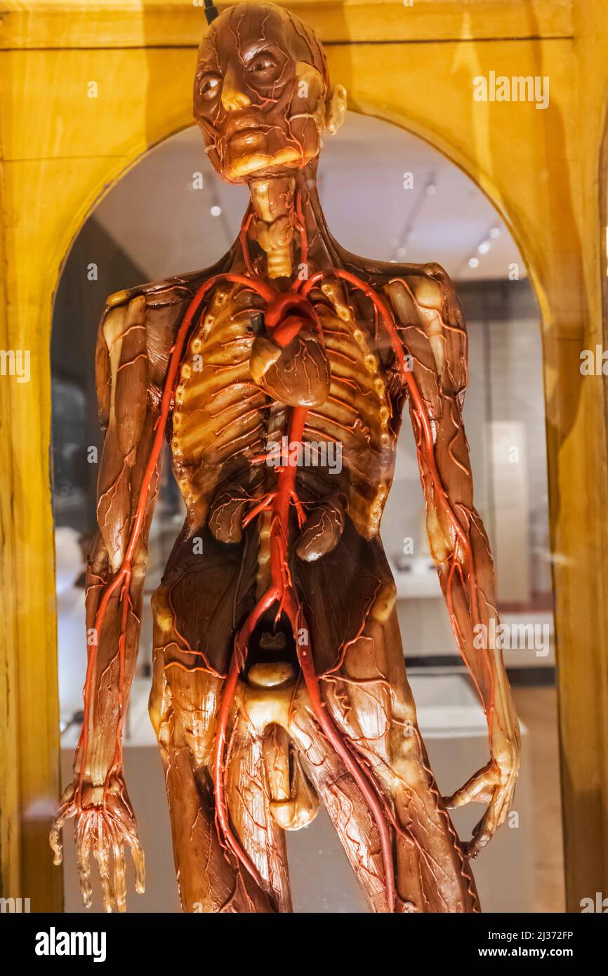 Inghilterra, Londra, South Kensington, Science Museum, esposizione di un personaggio storico delle cere che mostra le parti del corpo umano sefted datate 1800s Foto Stock