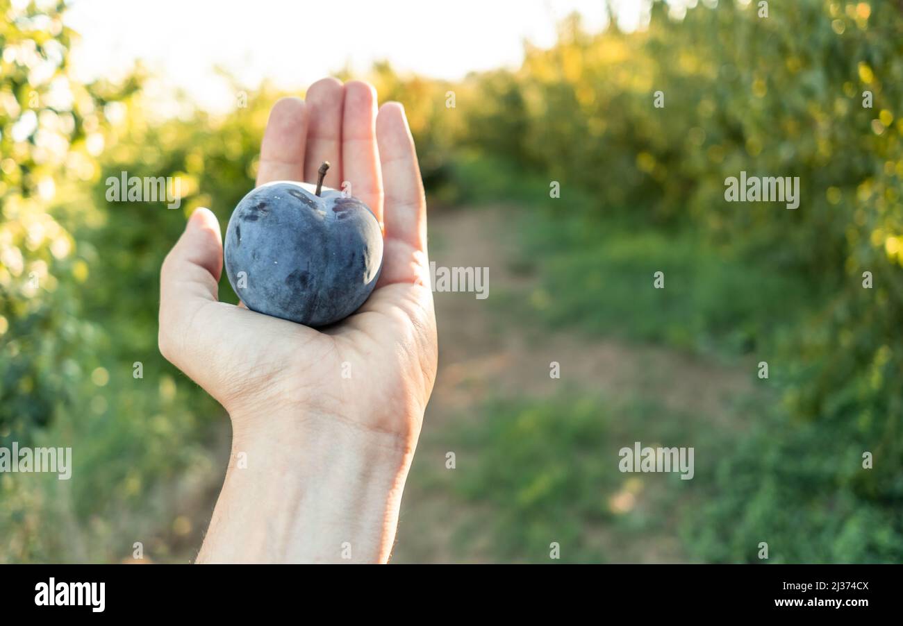 Mano della donna che tiene una prugna matura da un campo di agricoltura biologica. Foto Stock