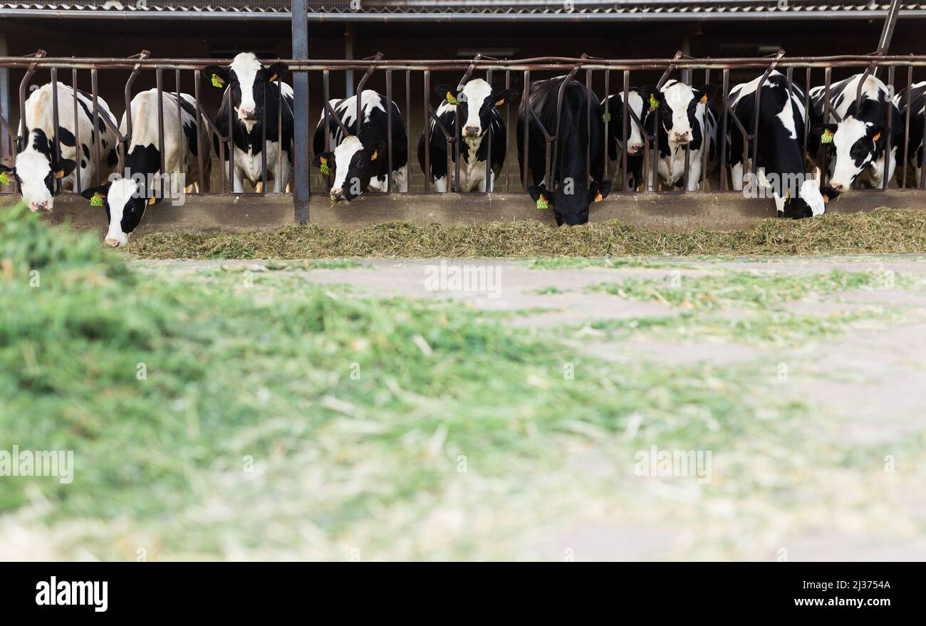 mucche bianche e nere che masticano erba in stalla in fattoria Foto Stock