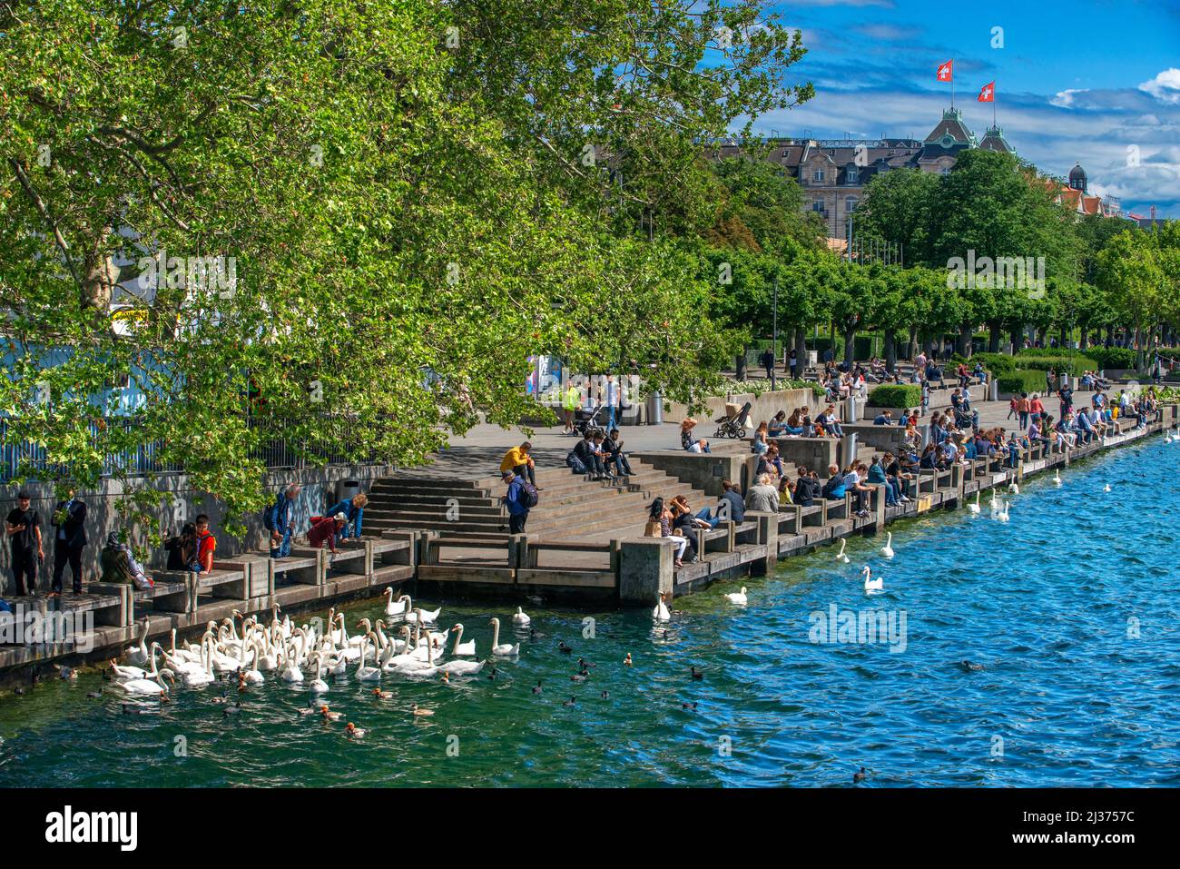 Cigni (Cygnus olor) in attesa di cibo, il lago di Zurigo, Zurigo, Svizzera, Europa Foto Stock