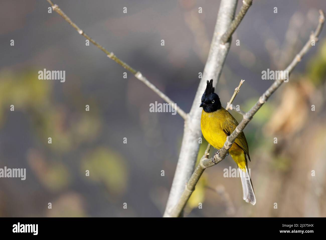 Bulbul, Rubigula flaviventris, Uttarakhand, India. Foto Stock