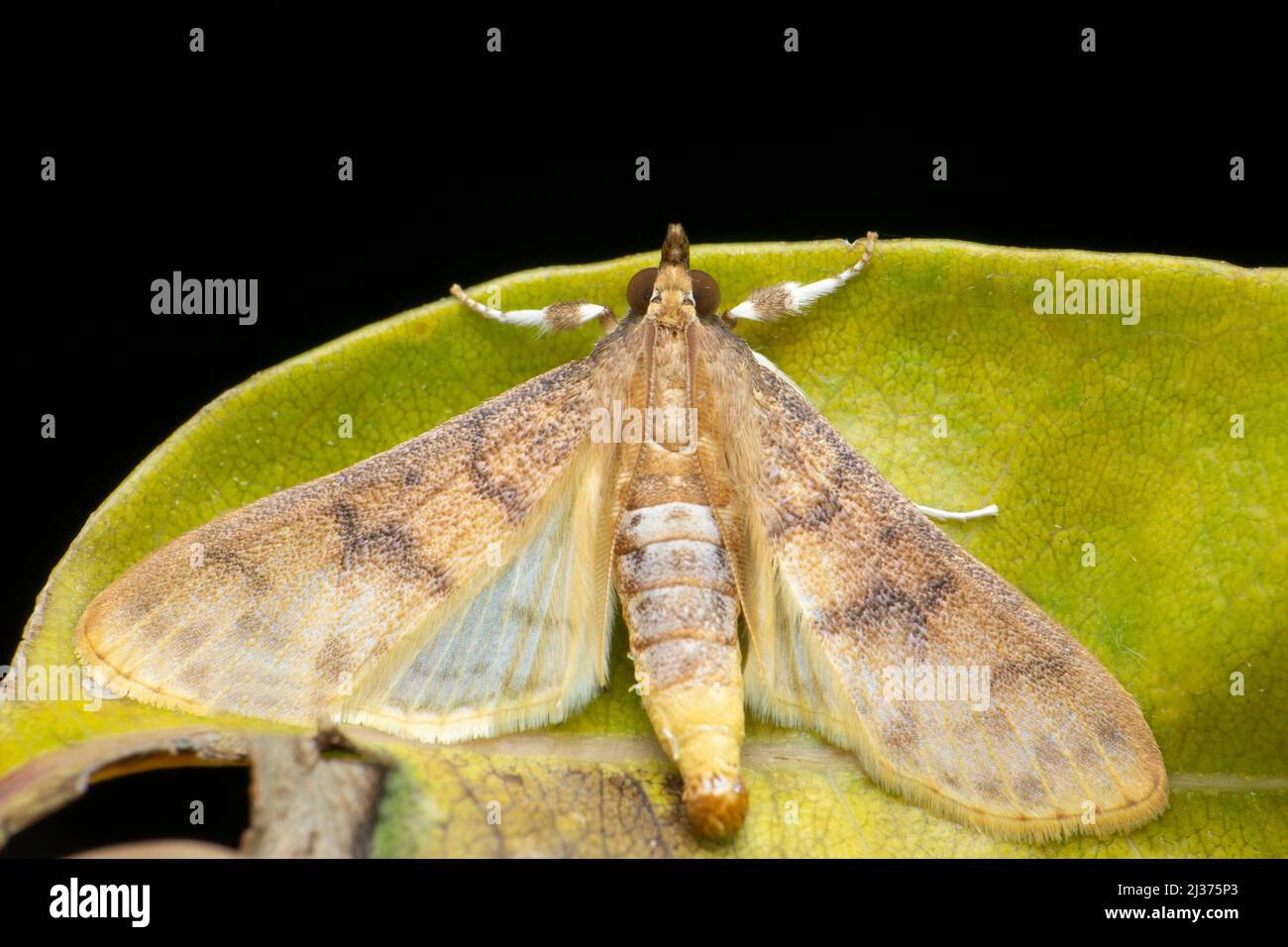 Fannel Moth Species, Satara, Maharashtra, India Foto Stock