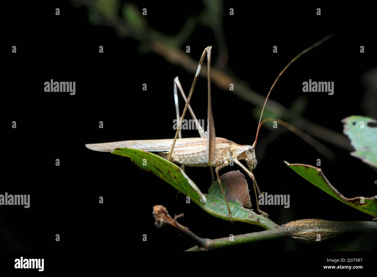 Cricket grigio adulto, albopunctata Platycleis, Satara, Maharashtra, India Foto Stock