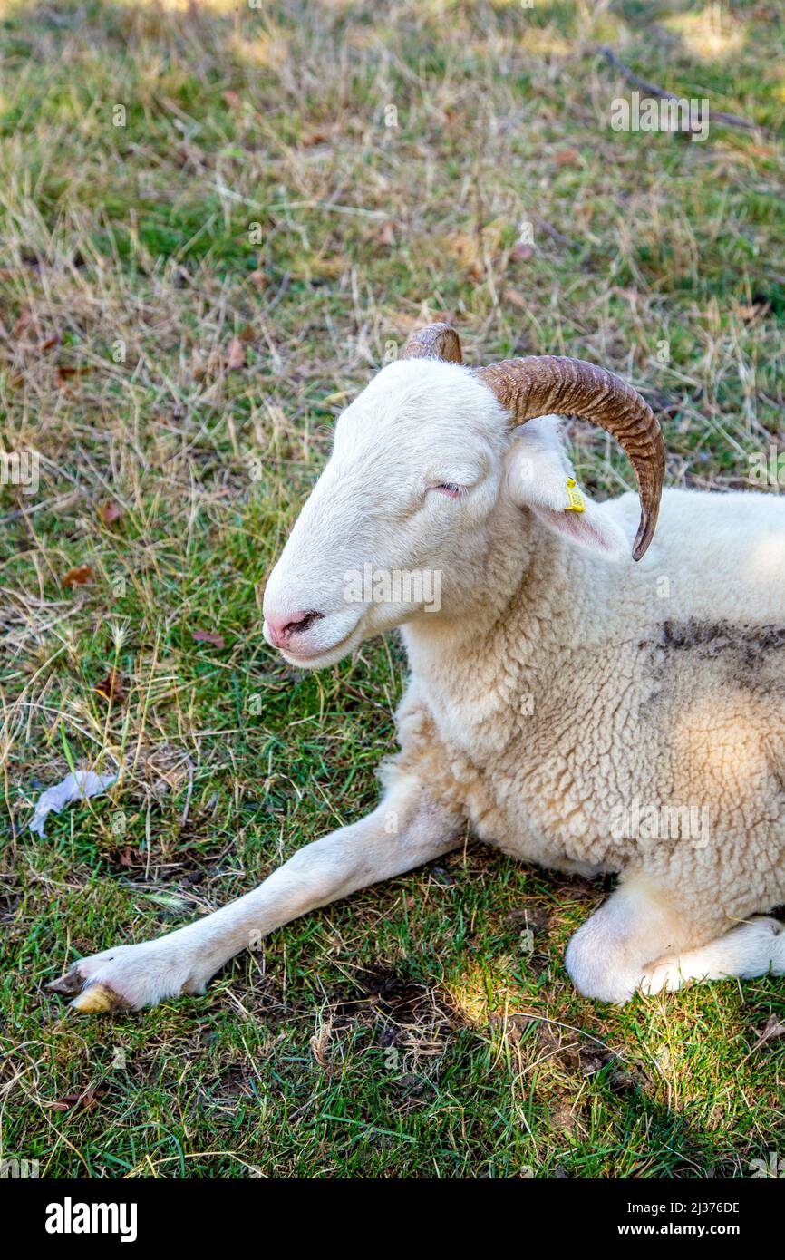 Sheep rilassarsi in una giornata calda al Mudchute Farm, Isle of Dogs, Londra, Regno Unito Foto Stock