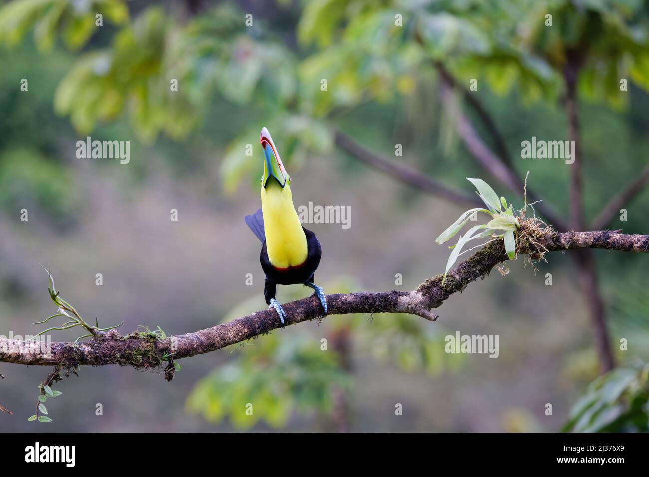 Toucan con fattura di chiglia – skypointing Ramphastos sulfuratus Boco Tapada, Costa Rica BI034568 Foto Stock