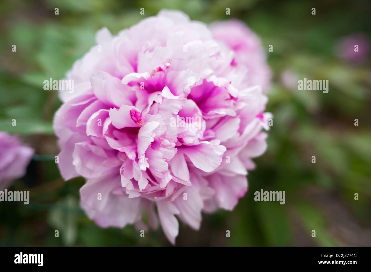 Paeonia lactiflora Sarah Bernhardt. Fiore di peonia rosa doppio. Paeonia lactiflora (peonia cinese o peonia giardino comune). Molti fiori. Foto Stock