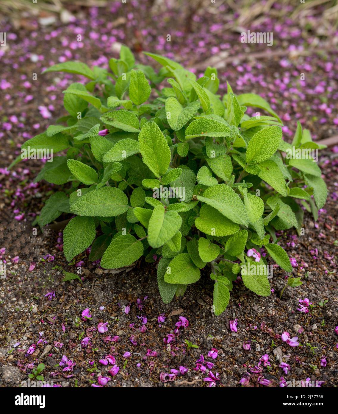 goditi ciò che vedono i miei occhi Foto Stock