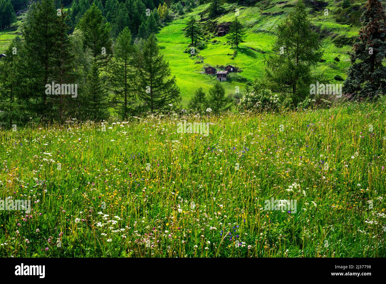 Valle verde nella via chami-hitta e sentiero muschio dalla stazione ferroviaria Riffelalp per il villaggio di Zermatt, Cervino, Vallese, Svizzera, Europa. Foto Stock