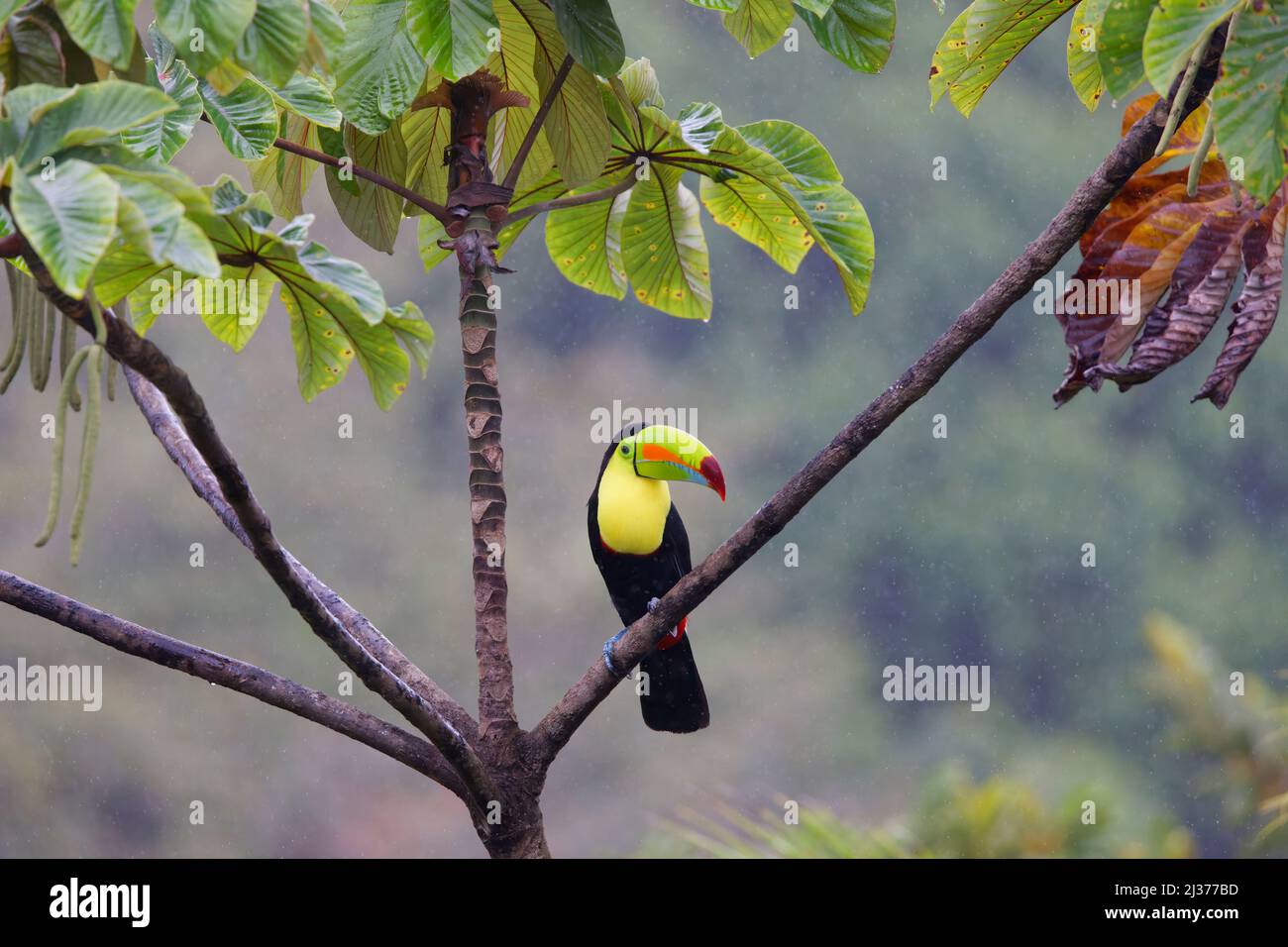 Toucan con fattura di chiglia – in pioggia Ramphastos sulfuratus Boco Tapada, Costa Rica BI034754 Foto Stock