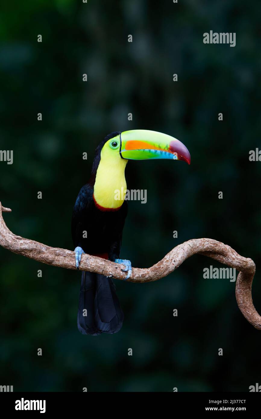 Toucan con fattura di chiglia – in Capropia albero Ramphastos sulfuratus Sarapiqui, Costa Rica BI034788 Foto Stock