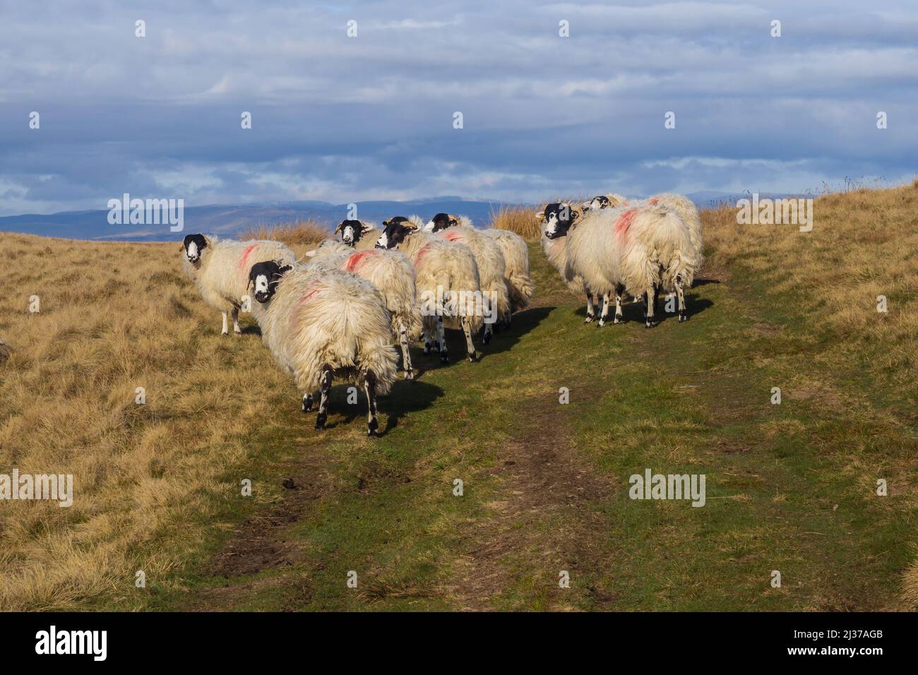 Ravenstonedale è un pittoresco fossato incontaminato situato ai piedi delle Howgills in Cumbria. Nelle vicinanze si trova il villaggio di Newbiggin-on-Lune. Kirkby Steph Foto Stock